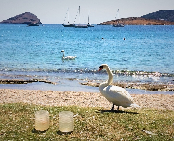 Swans at Porto Rafti