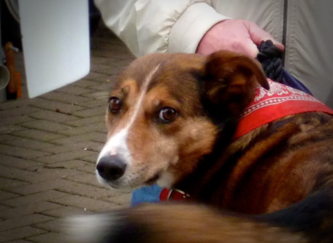 You lookin’ at me…..? When Stormhound Rafa is on Red Alert, you don’t mess him around. (Photo: W M Nixon)