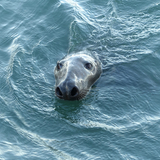 Seal!.jpg