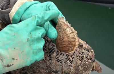 Green Ocean Oyster Restoration Project 1 Year On